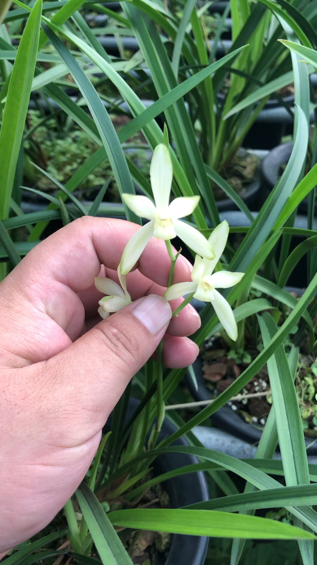 兰花建兰国色天香