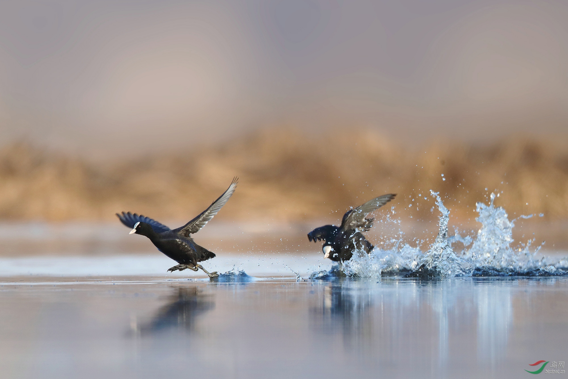 鸟儿双双嬉戏追逐,画面飘逸柔美,谈恋爱,它们也是认真的.#动物趣图