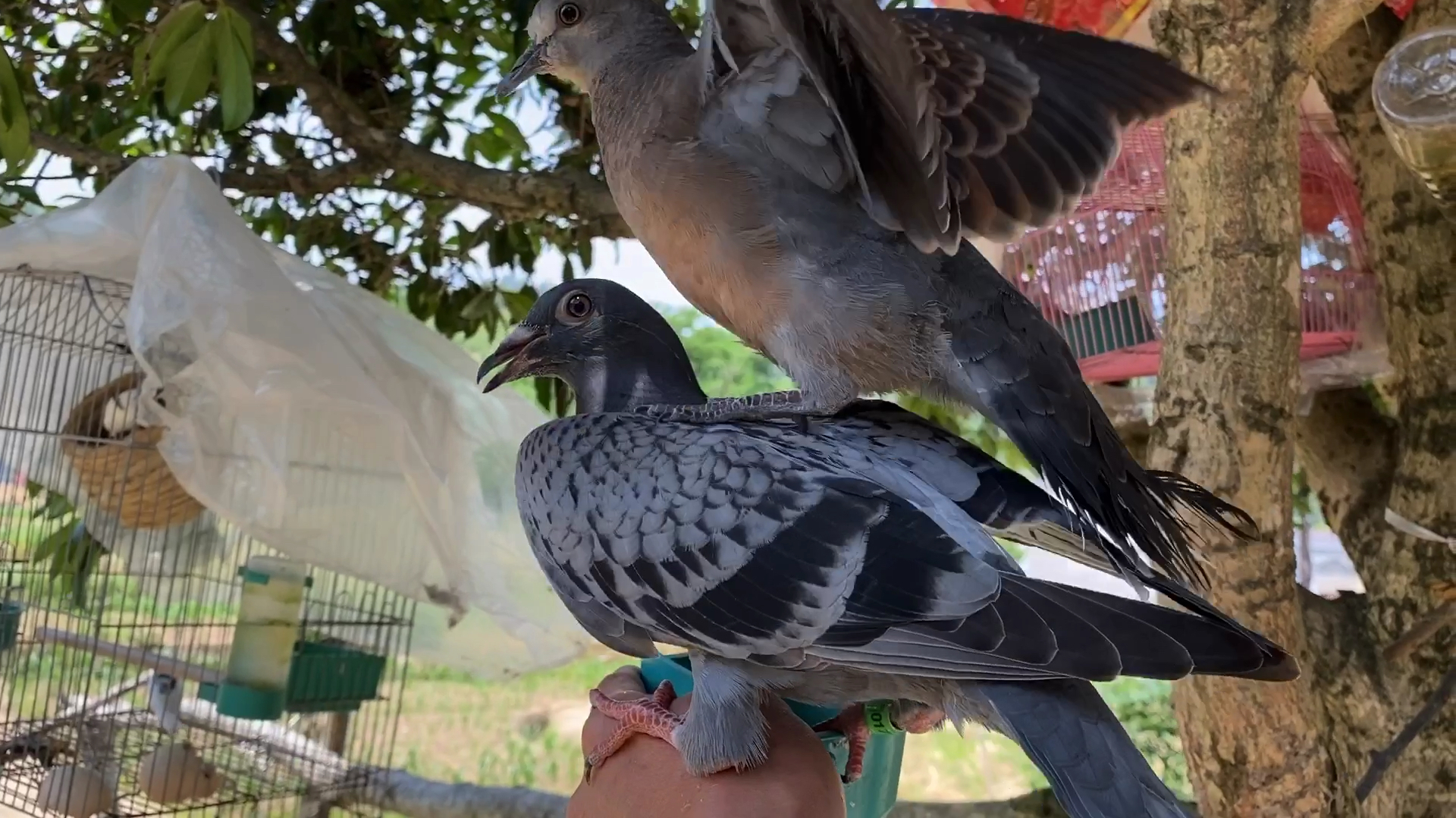 从小养的斑鸠一夜未归,第二天主人总算找到它了