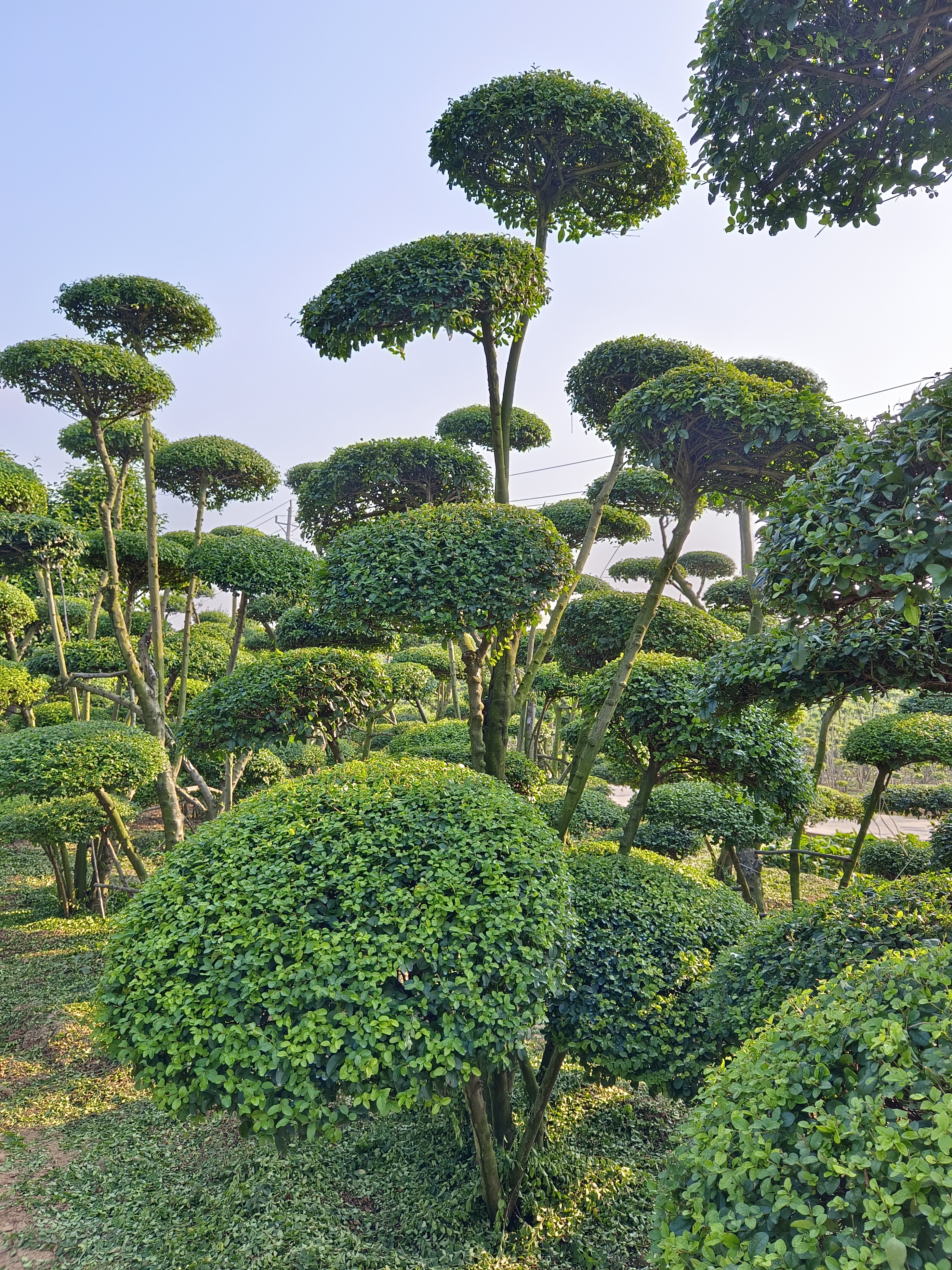 造型小叶女贞树简介