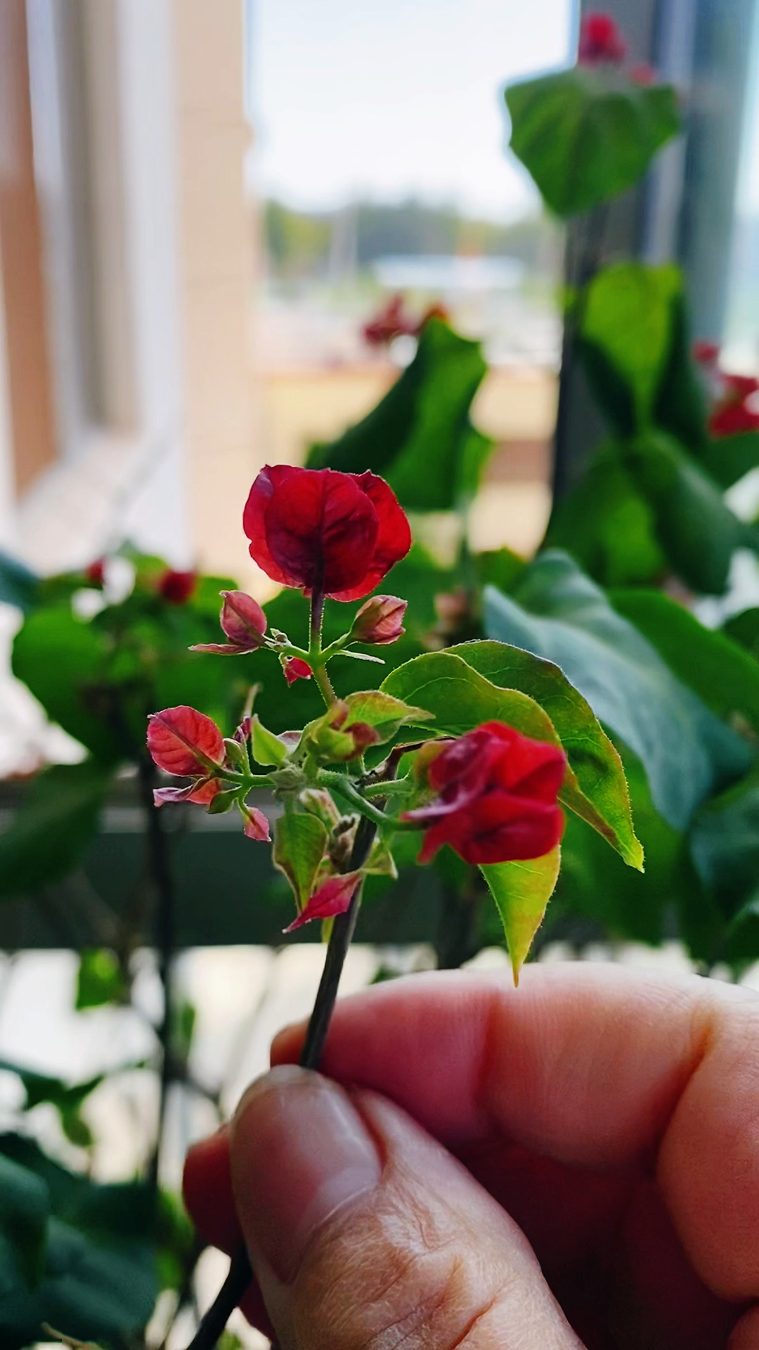 三角梅花苞露色,这三件事情不能忽视!