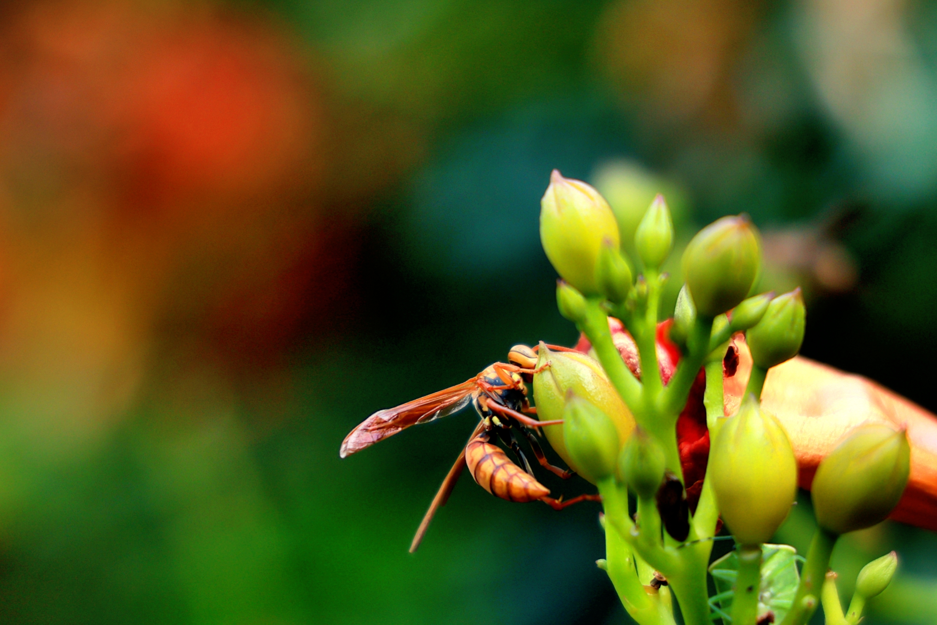 凌霄花丛中的马蜂(图文)