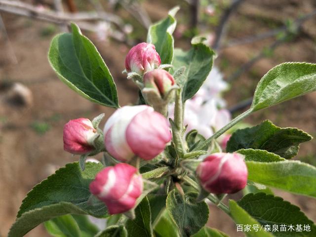 一个你没有见过的红肉苹果苗新品种黛红
