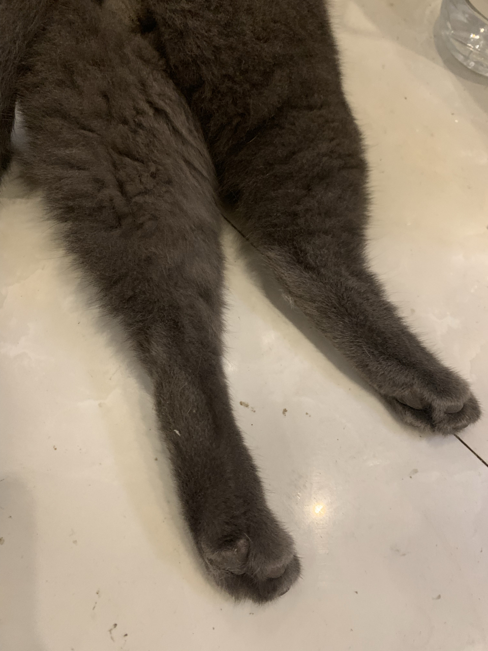 黑毛猪嘟嘟的大黑腿,好像两个大鸡腿啊,嗷呜,咬一口哈哈哈#萌宠星探