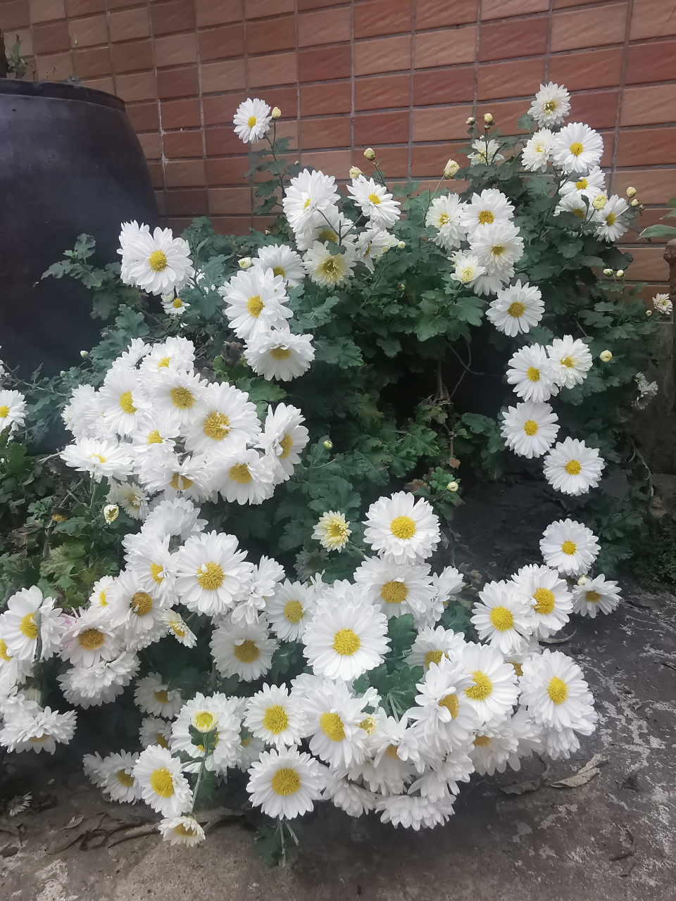 每日一花:菊中珍品一一杭白菊 杭白菊是宿根性草本植物,花朵洁白如雪