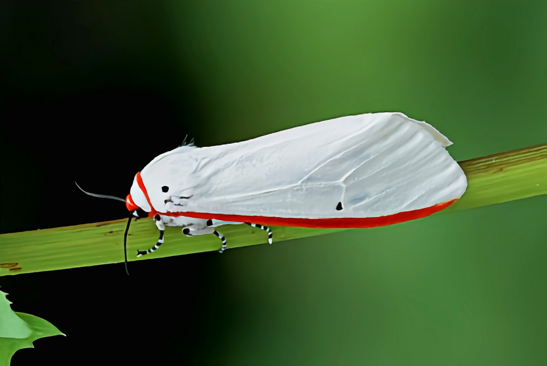 每天认识一种昆虫——红缘灯蛾 红缘灯蛾别名红袖灯蛾,红边灯蛾,原产