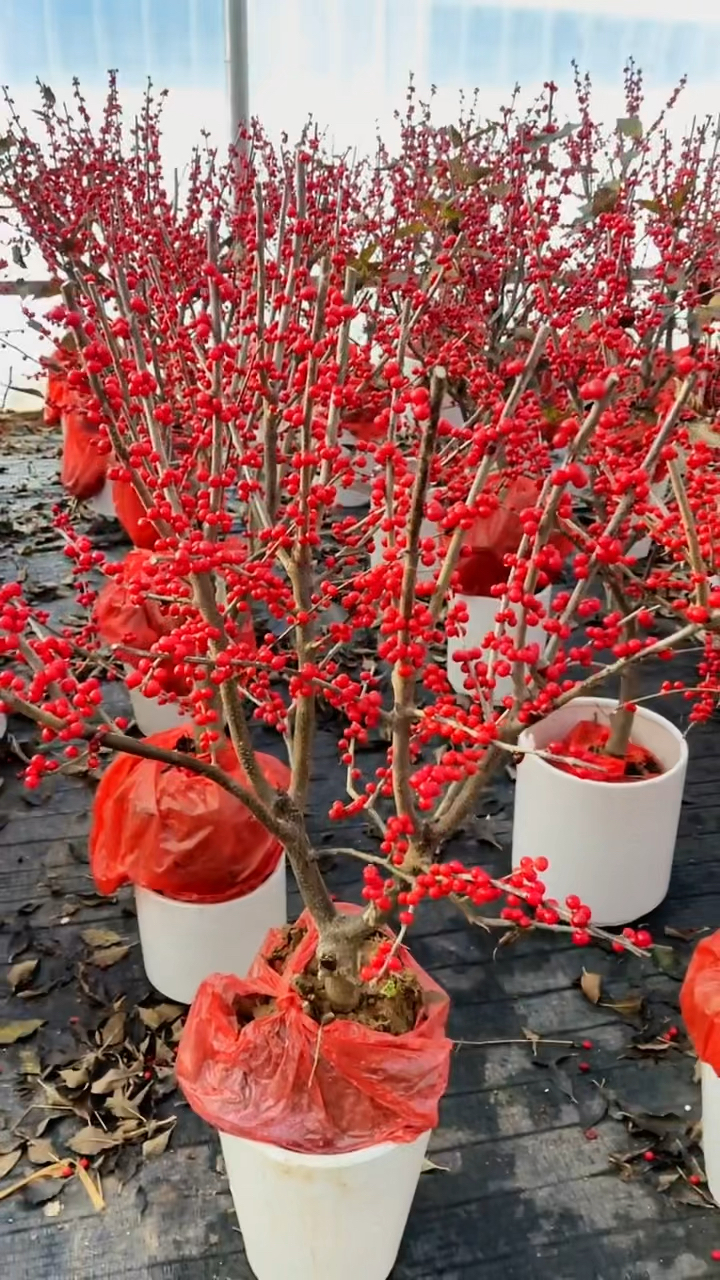 冬季年宵花 北美冬青苗一到八年苗 挂果期10个月