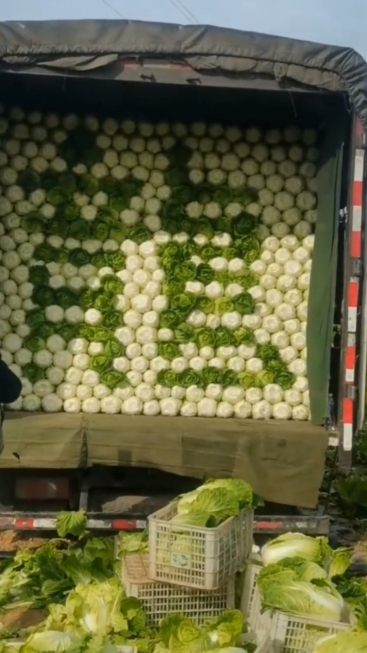 货车来村里拉白菜,这么装菜,有什么寓意吗?