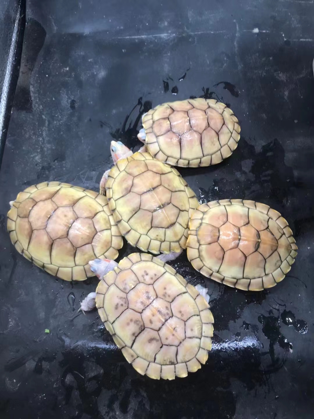 5个3,4两黄金甲果冻公,健康全品,特价打包