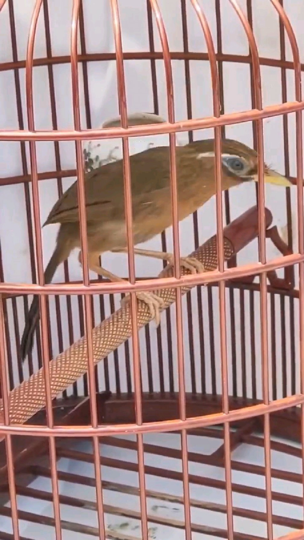 这样的原毛画眉鸟差不到哪里去,毛色纯正黄嘴黄脚,搭配完美-度小视