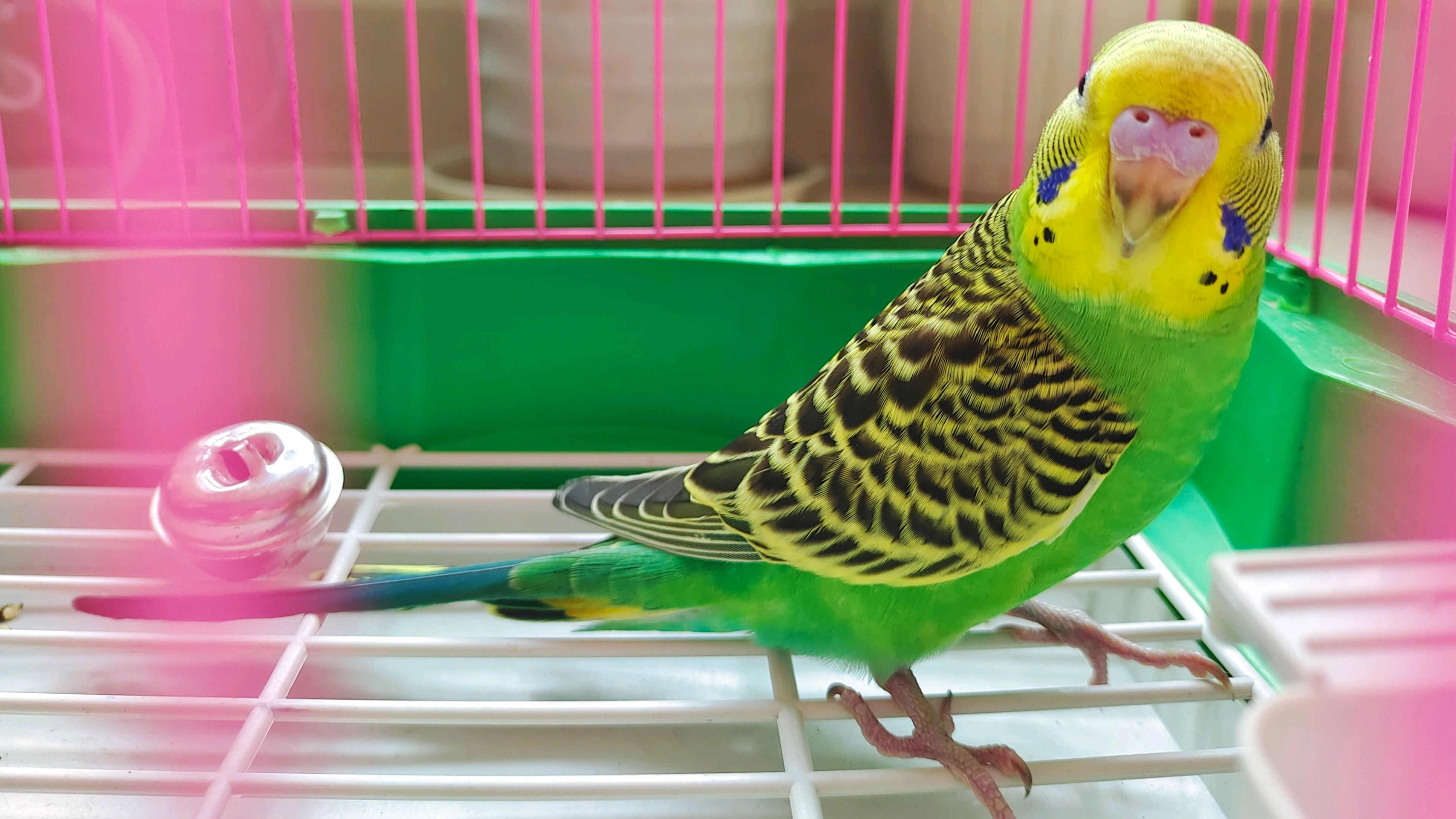 虎皮鹦鹉刚到家,主人必须做这七件事