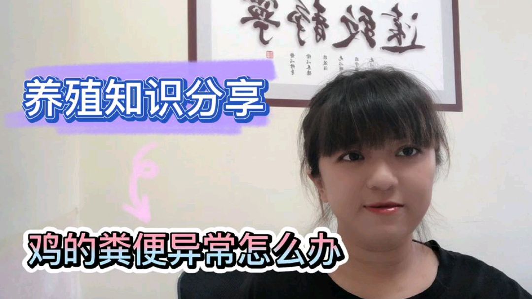 鸡的粪便异常,投药就缓解,停药就复发,养殖户需要考虑这个因素