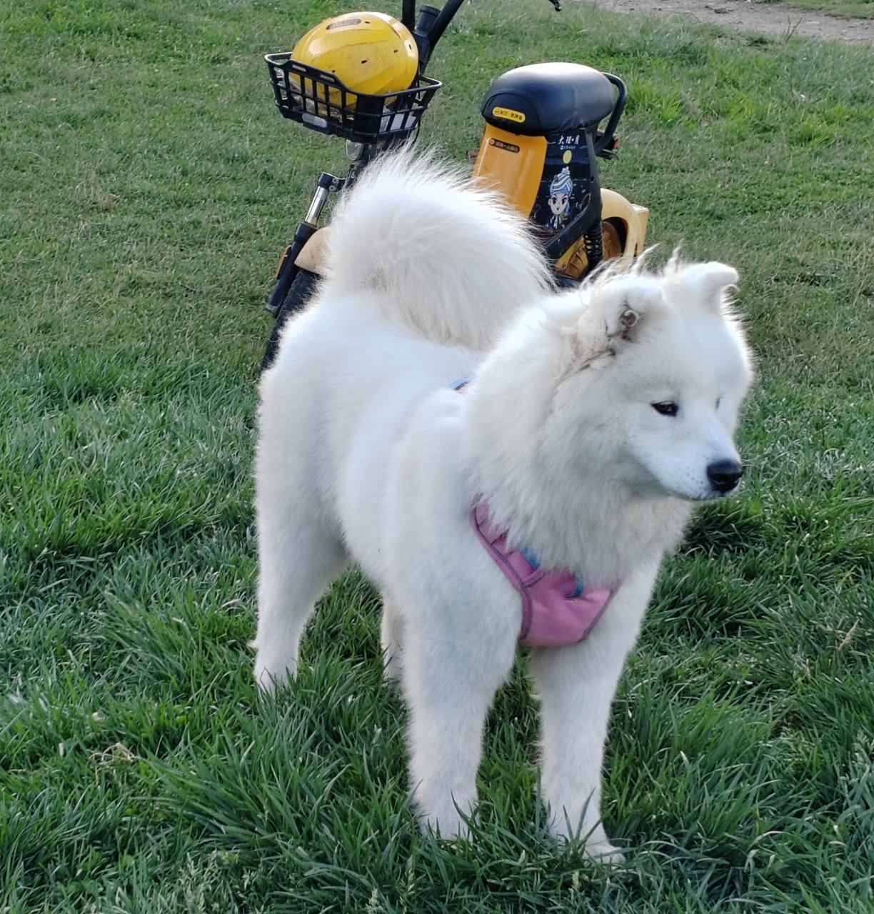 抛媚眼的萨摩耶,宠物犬写真摄影图片