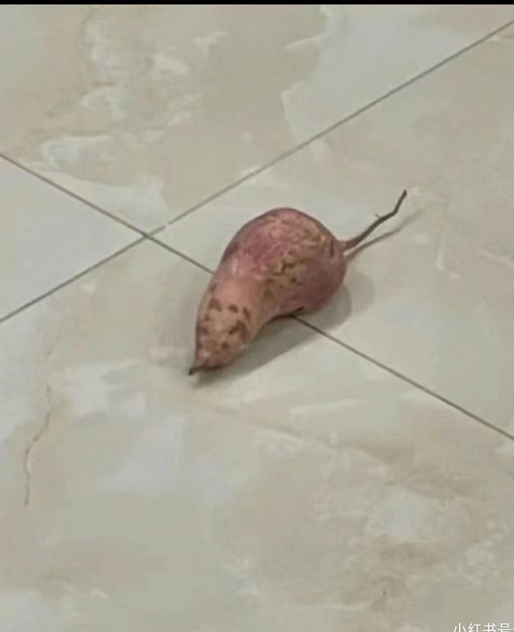 这是南方的老鼠,想看看北方的老鼠