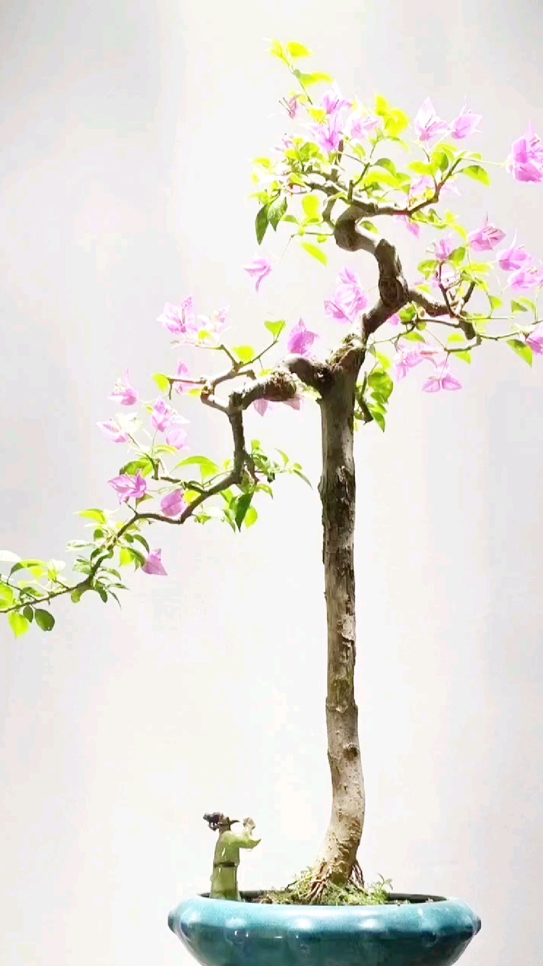 《三角梅》最近喜欢上文人盆景啦#普洱茶#禅茶一味 #禅