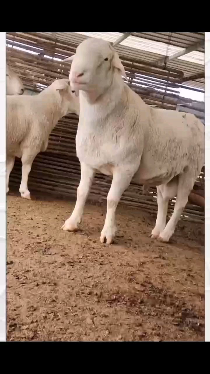 澳洲白绵羊简介图片