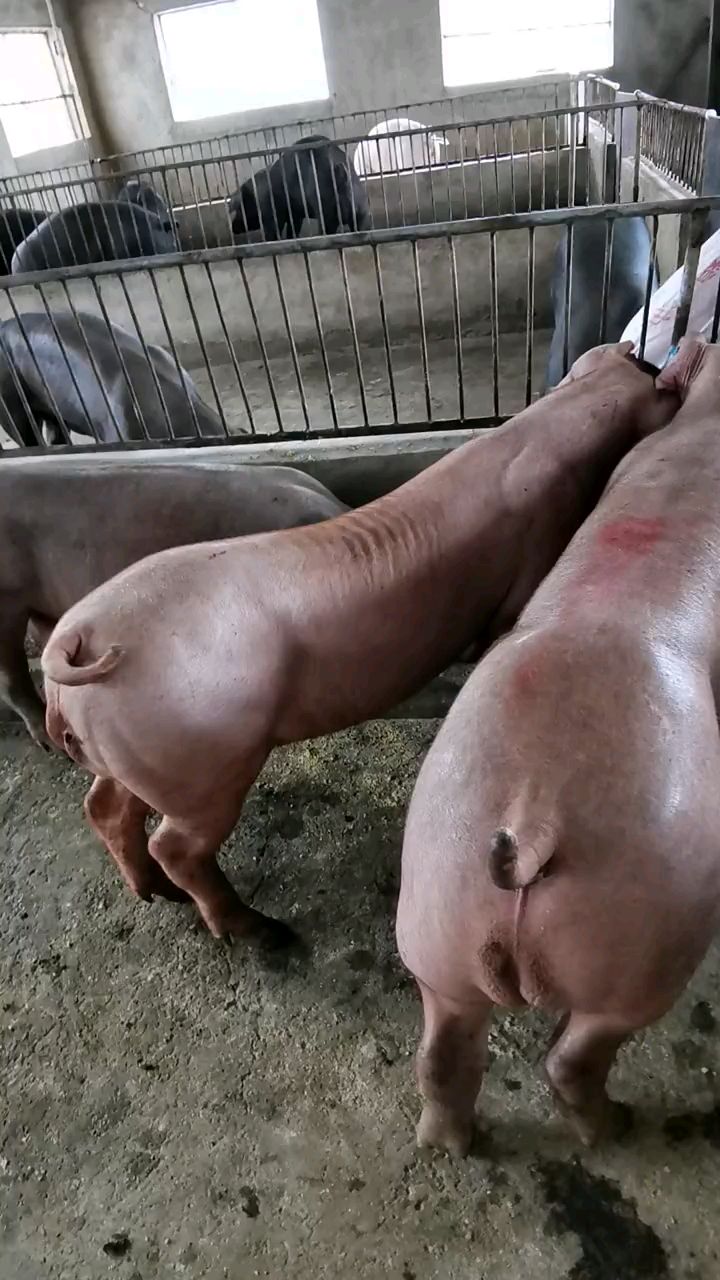 养猪人的最爱新美系杜洛克种公猪