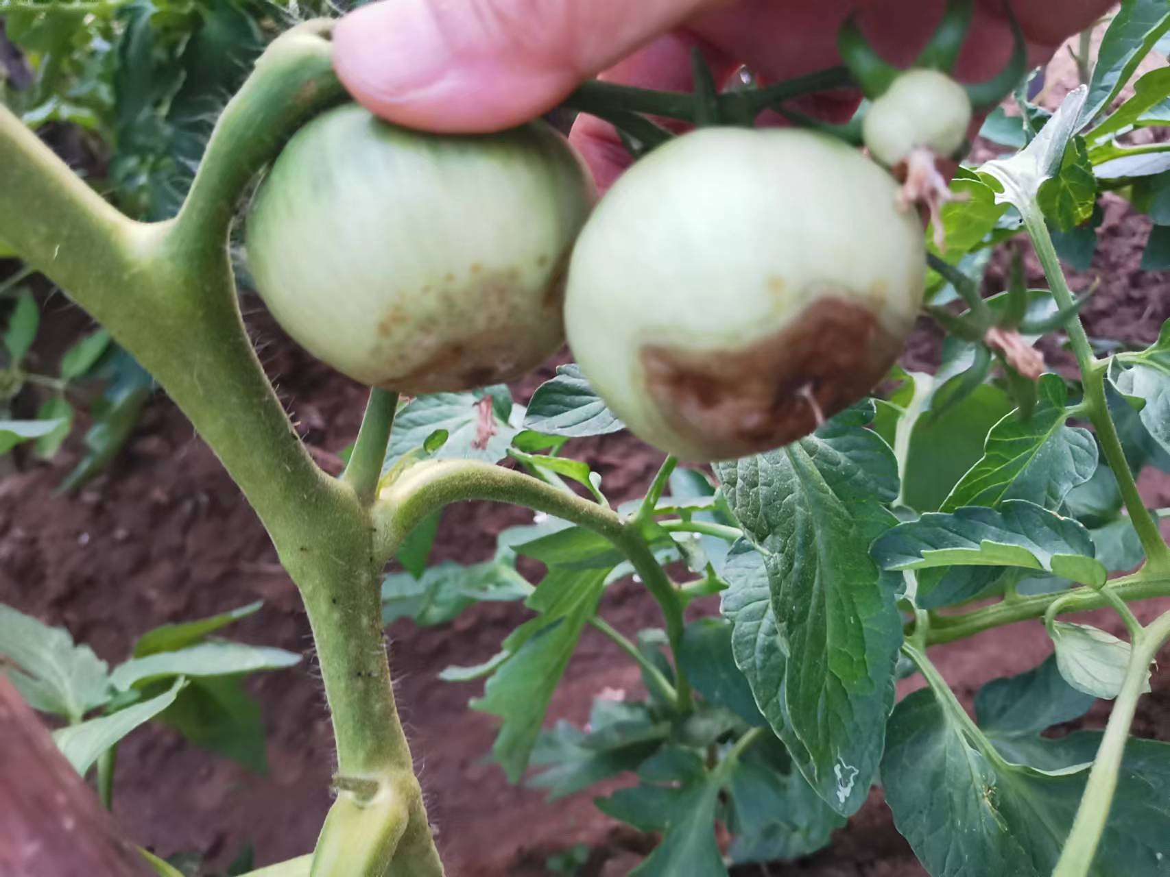 西红柿这是咋啦?得啥病了啊?