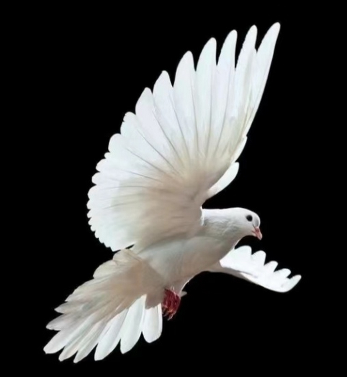 展翅高飞的鸽子