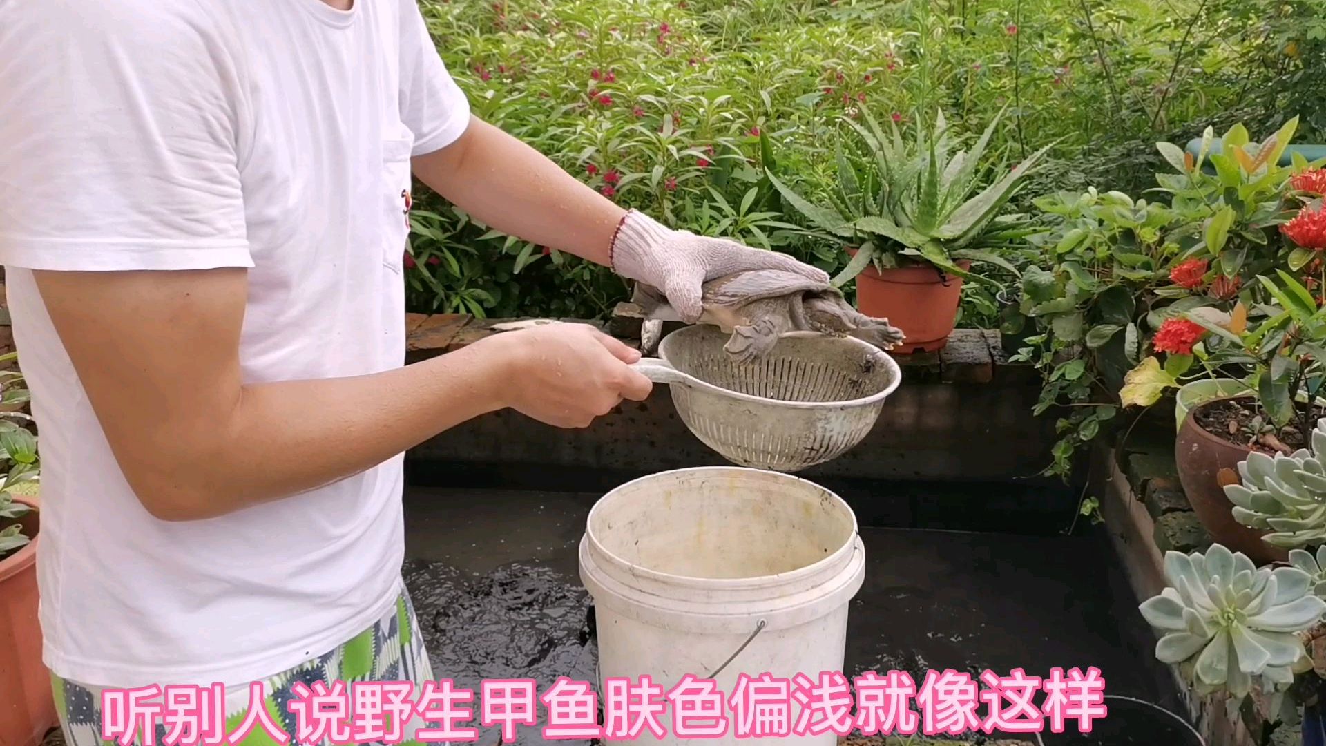 自建2平方小水池,往里养了10多只甲鱼,捞出来一看,太凶猛了