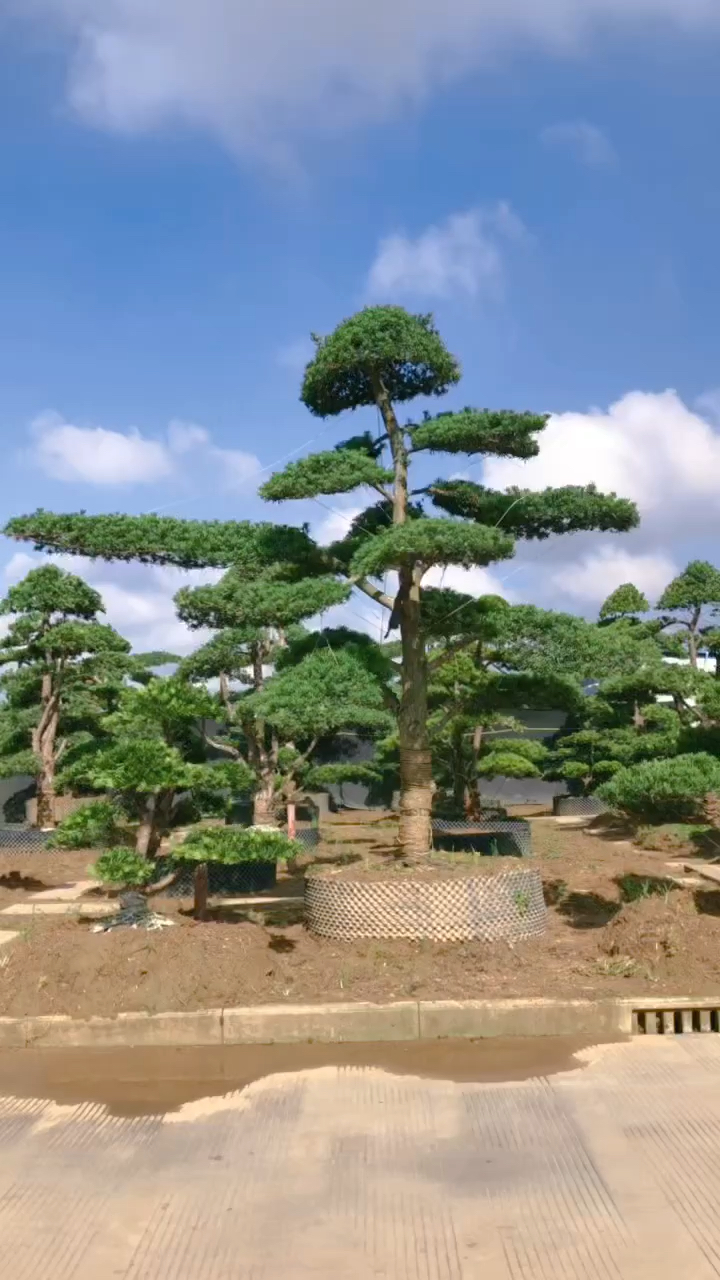 分享地景罗汉松适合庭院别墅摆放喜欢的关注一下吧