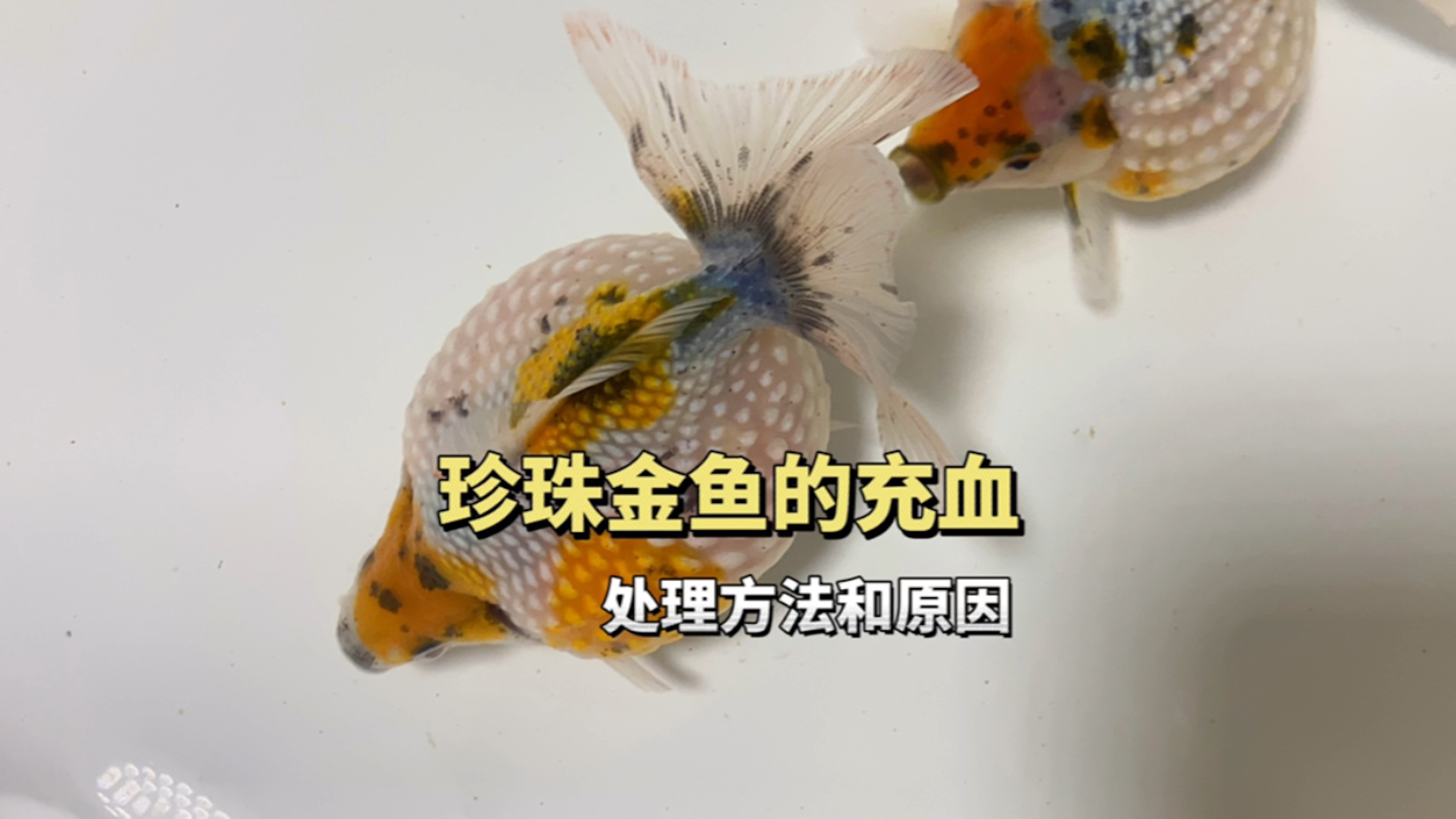 珍珠金鱼体表充血怎么处理?简单操作方法