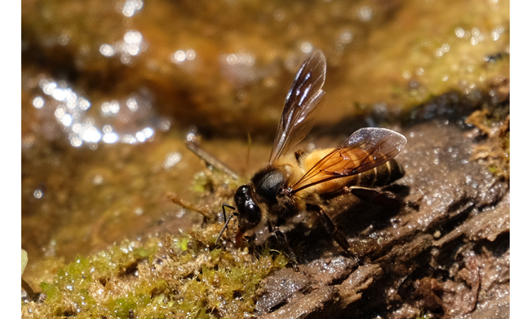 排蜂和蜜蜂的区别