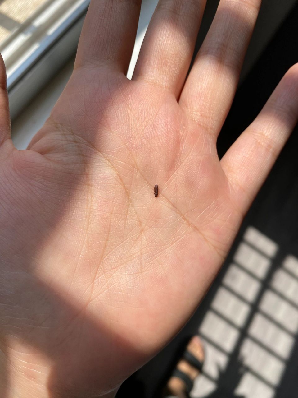 沙发里发现了虫子窝,快检查看看你家有没有?