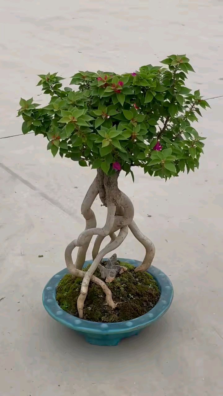 小桃花盆景有人喜欢吗