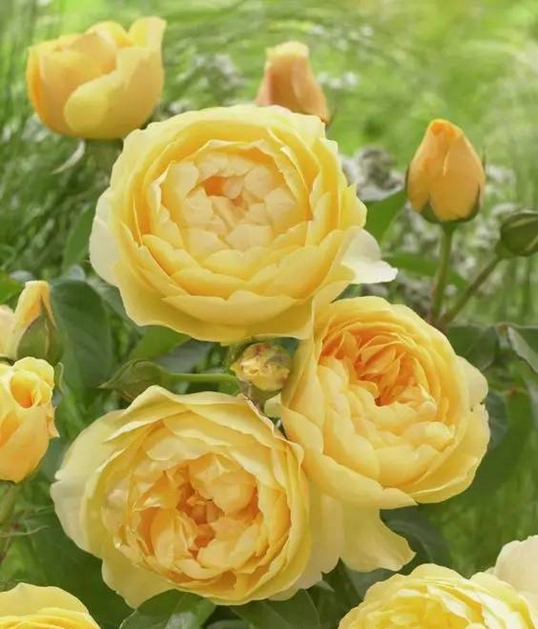月季花—托马斯.