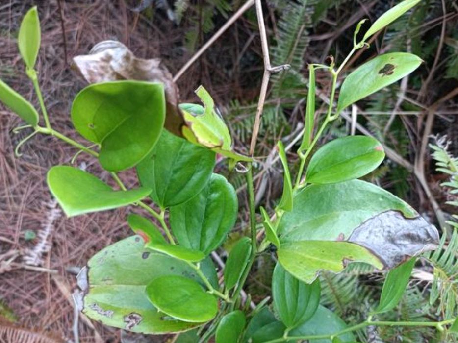 农村常见的金刚藤,不为人知的作用,你知道吗?