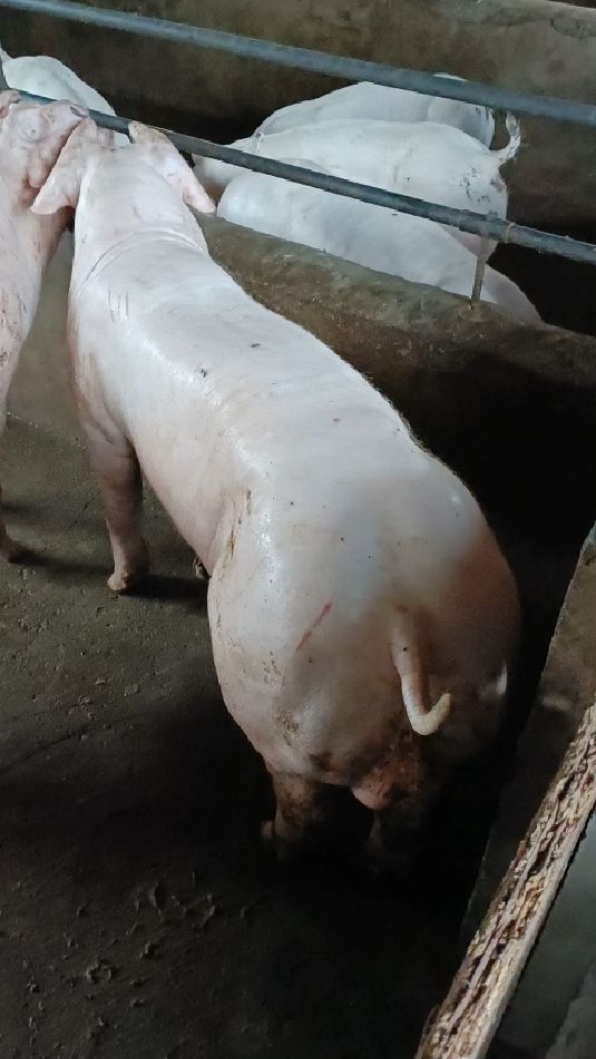 比系原种长白公猪