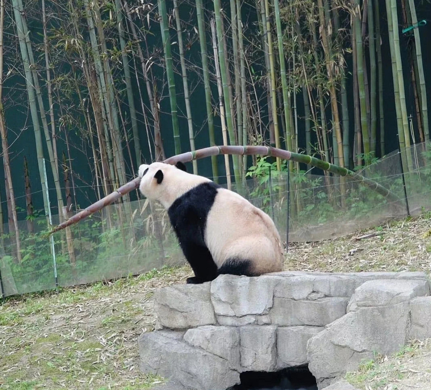 姜爷爷说福宝胃口大我是不信的,怎么可以说漂亮的福宝是大胃王呢,直到