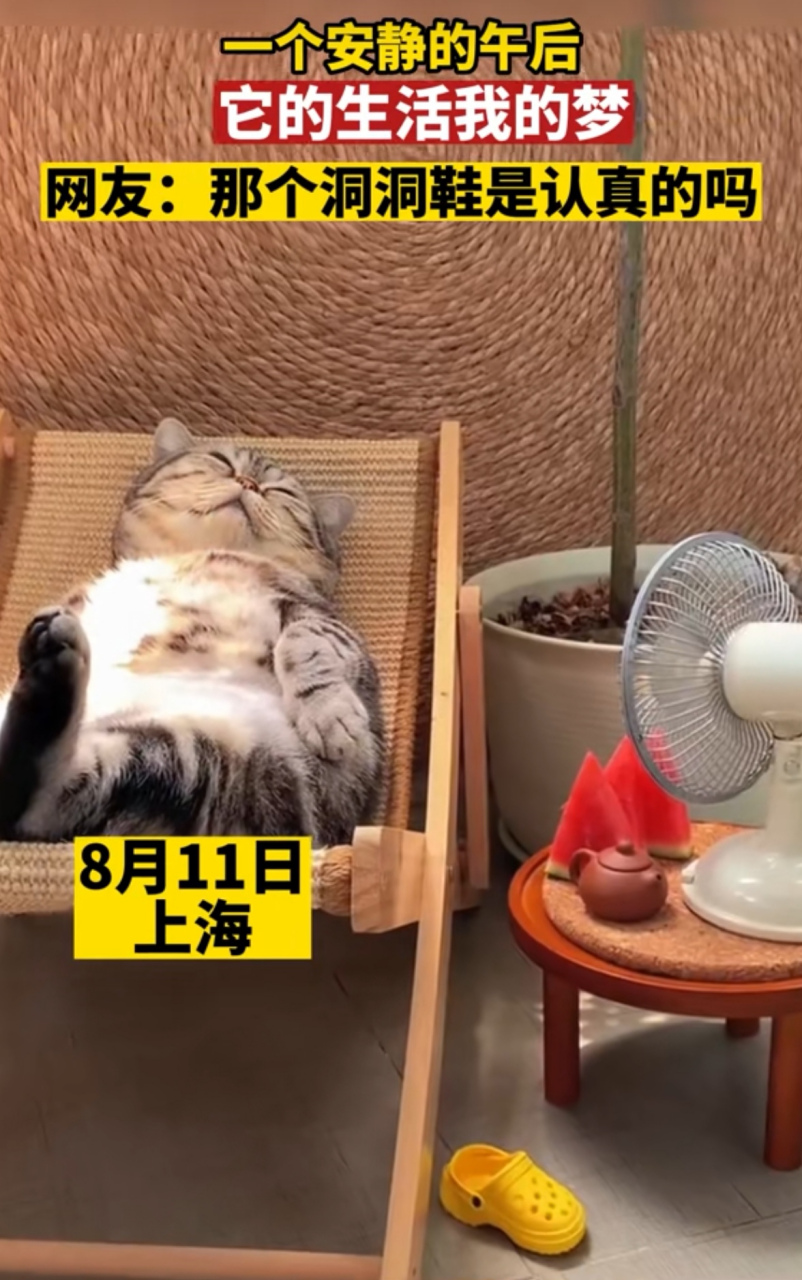 上海一个猫猫在睡着午觉,吹着小风扇,悠闲的躺在躺椅上,睡得这个巴适