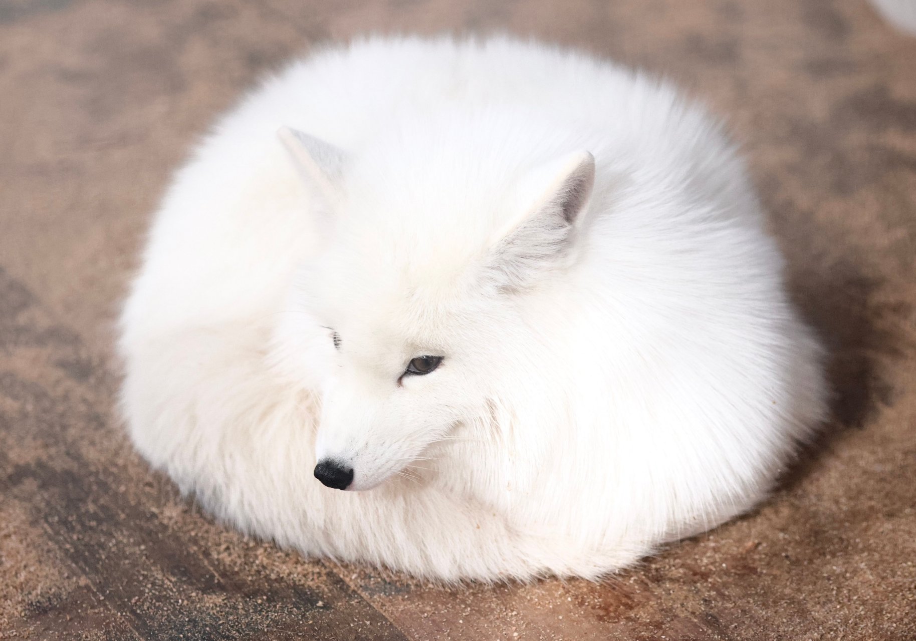 长篇民间怪谈:关于狐狸的怪谈故事