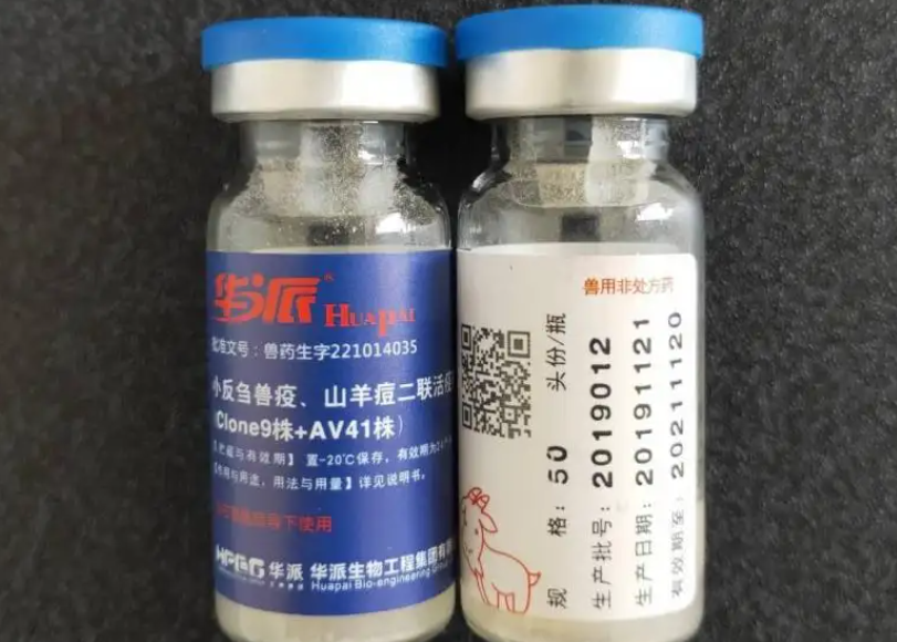 小反刍疫苗怀孕母羊能打吗