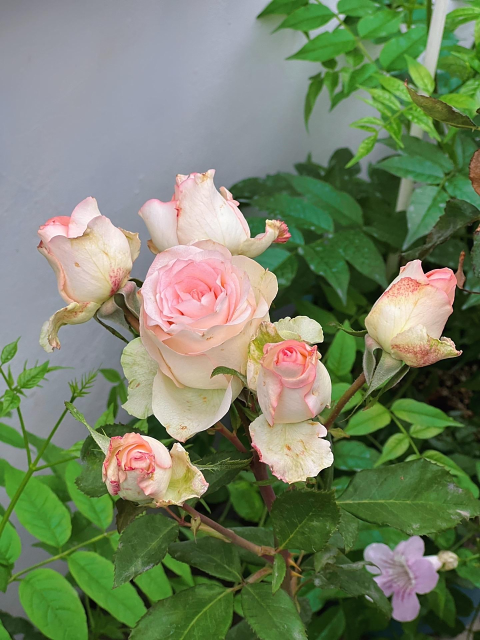 答应我 一定要种几盆艾莎月季,一根枝条剪下来就是一束手捧花!