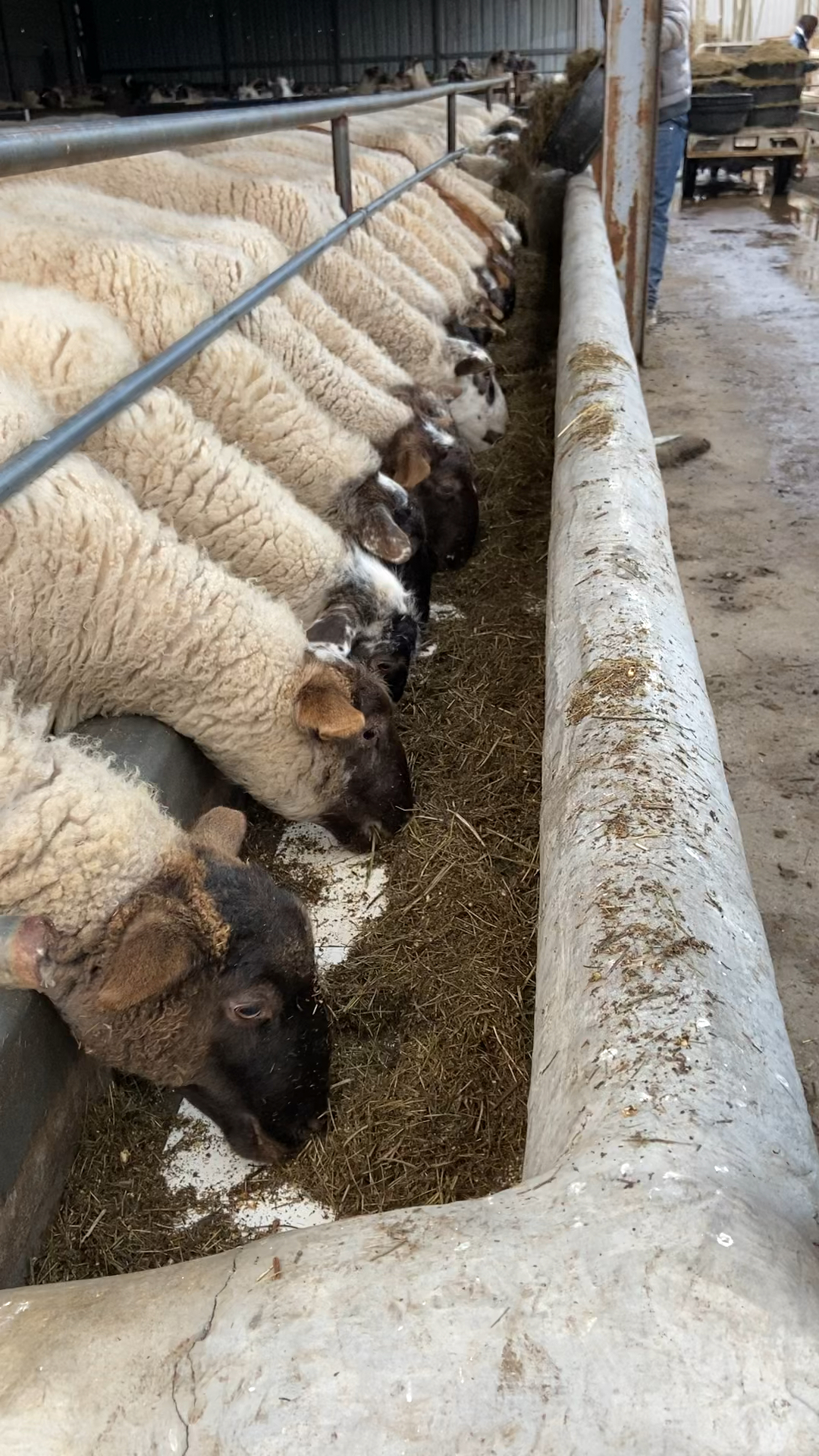 萨福克头胎怀孕母羊