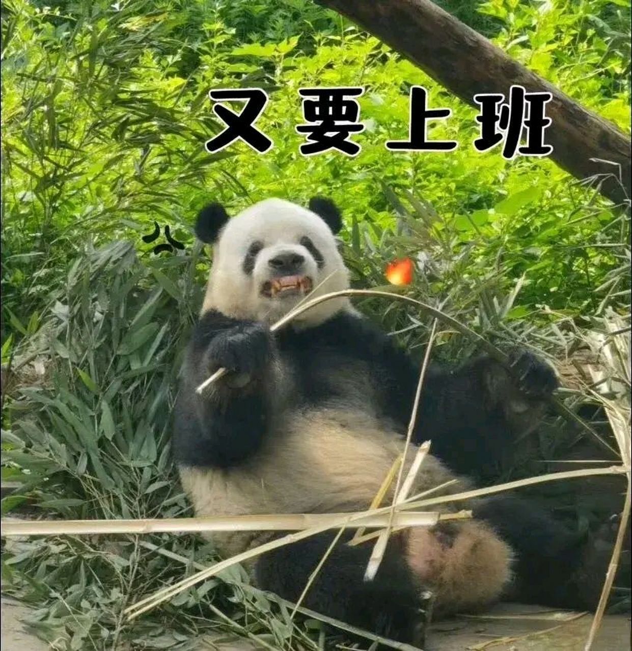 大熊猫# 萌二的龇牙咧嘴式掰竹子 救命,这也太可爱了吧  哈哈哈哈哈