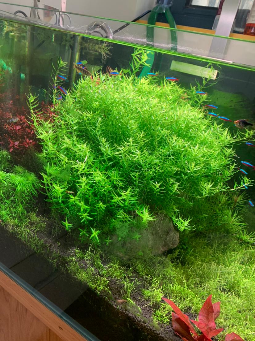 绿宫廷水草养殖