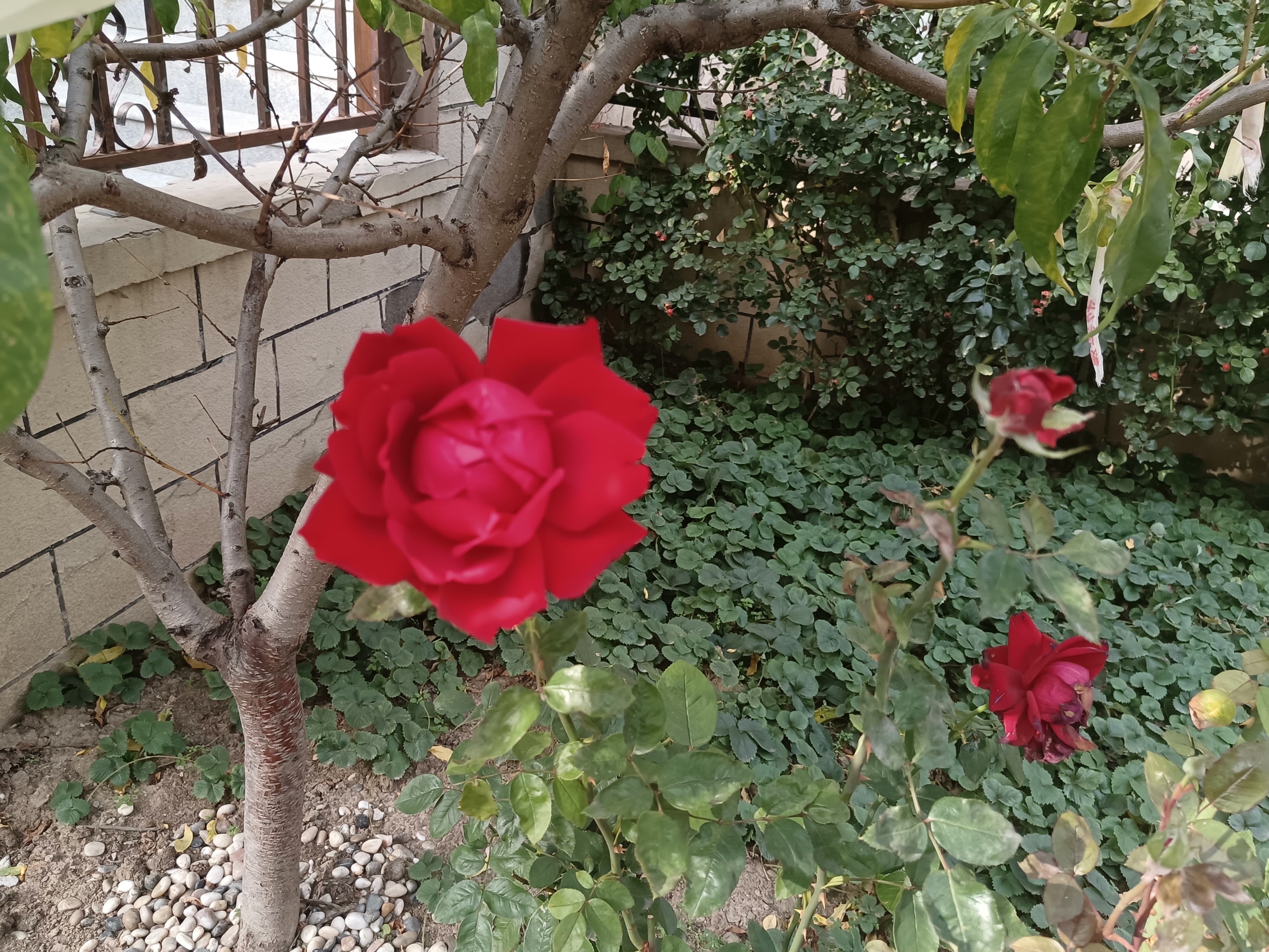 深秋,月季墨红盛开,红色花朵饱满向阳,艳丽喜庆.