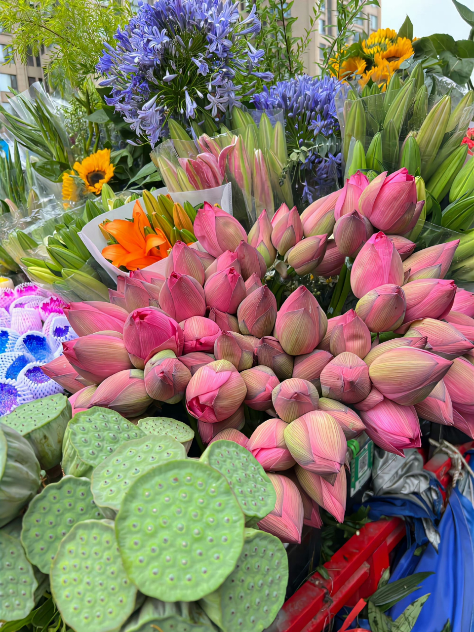 路边卖荷花的大爷,正在贩卖整个盛夏的荷花!03 676767