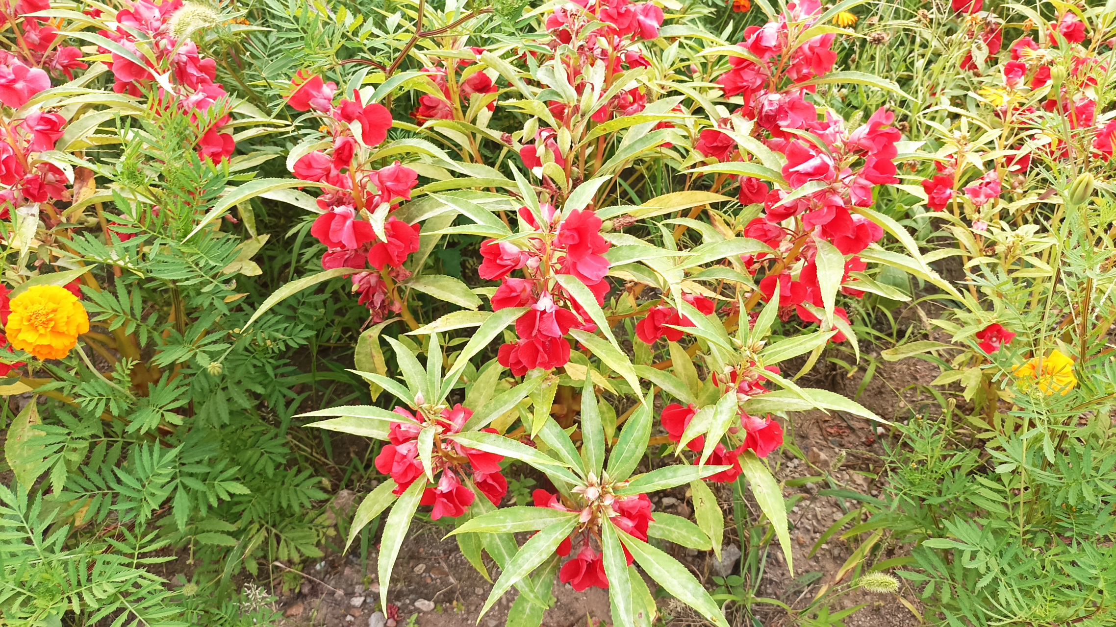 小时候,没有指甲油,就用这个花朵,摘下来,捣烂,均匀铺在指