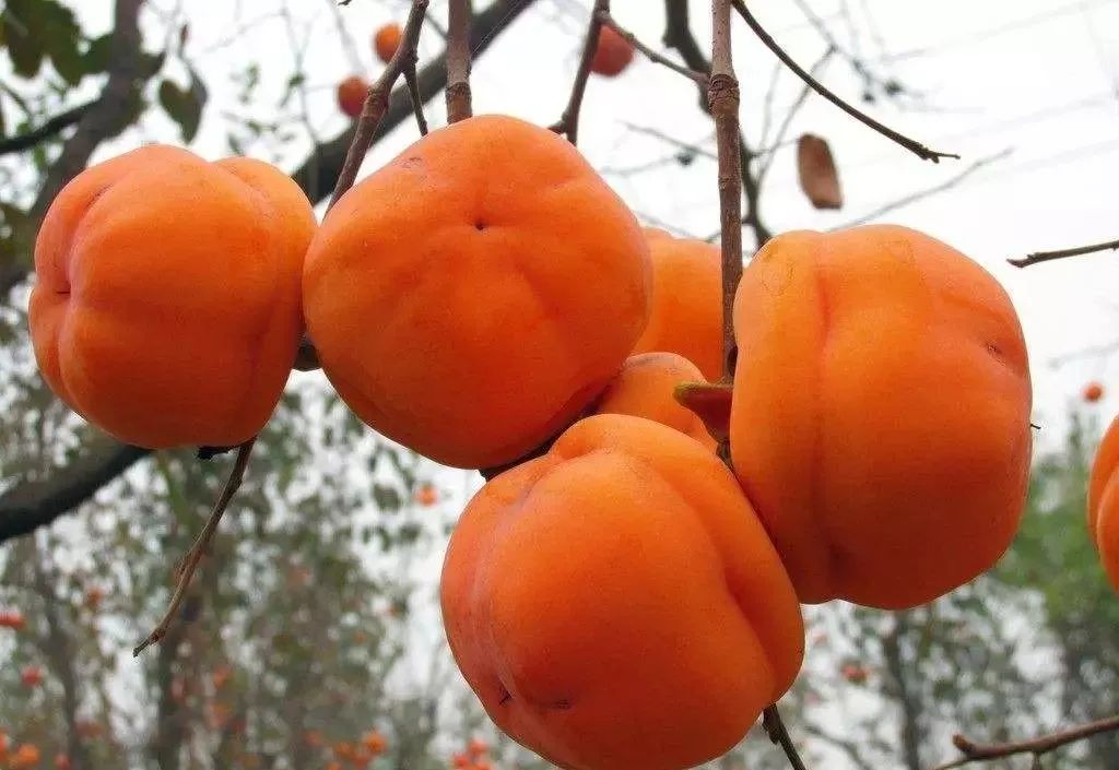 柿科 baijiahao.baidu.com