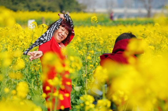 双流油菜花观赏图片