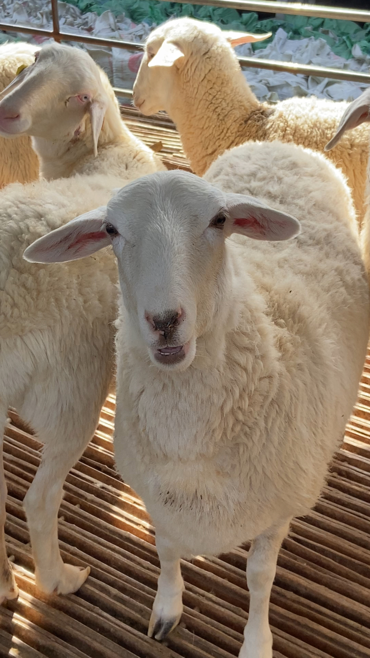 澳洲白绵羊羔图片图片