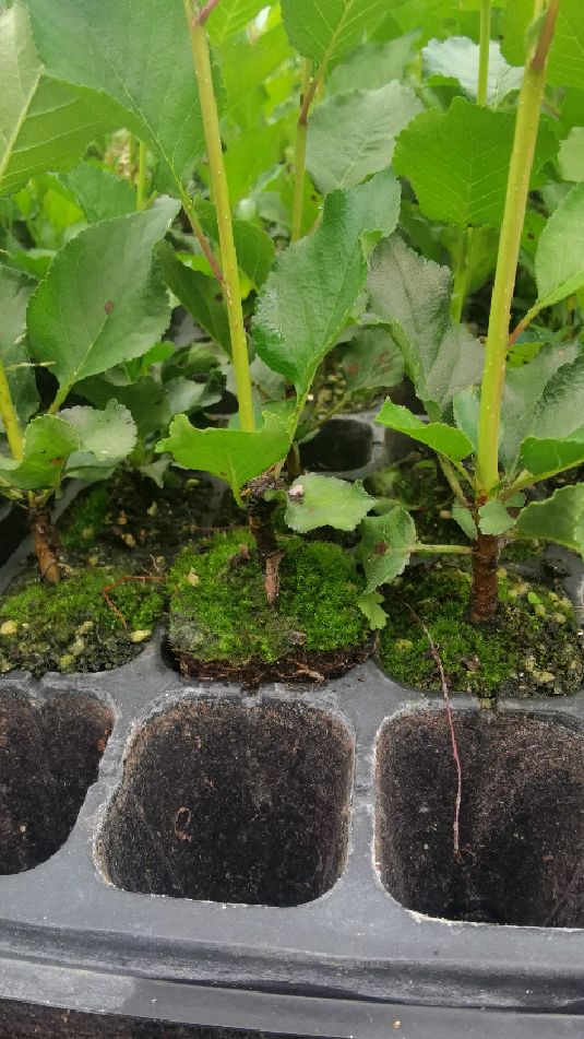 组培吉塞拉六号砧木