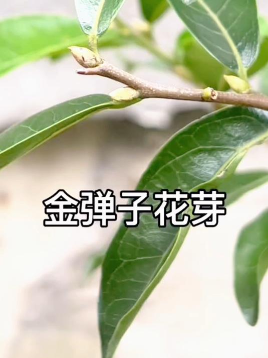 金弹子花苞和花芽图片