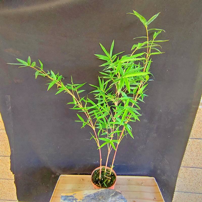 红观音竹寓意"平安吉祥",天冷后做4点,照样长得美美的