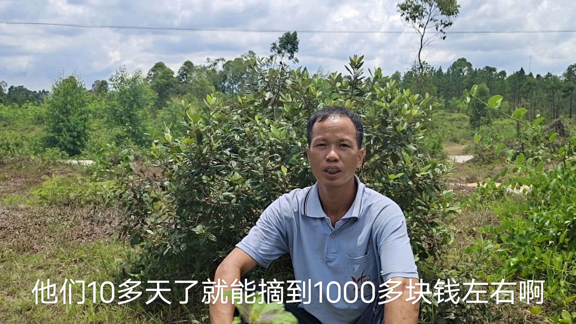 农村满山都是这种野果子,摘十多天就有1000多块,比打工强多了